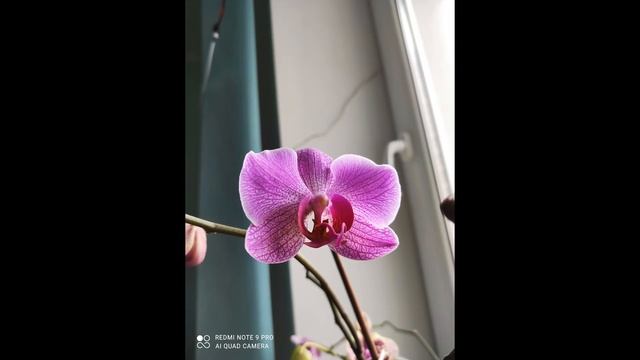 Февральские орхидеи смотреть онлайн