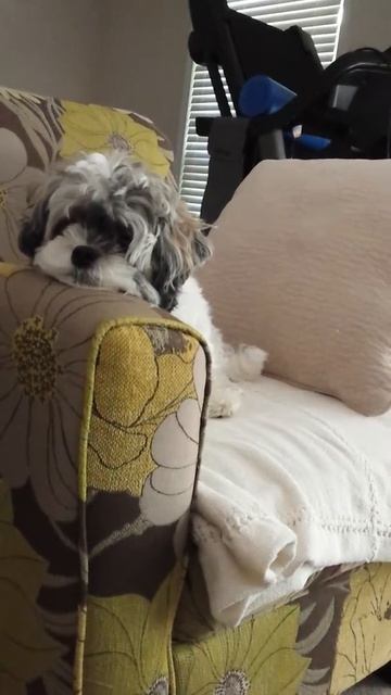 Dog love - After I get Buddy stretching the sofa смотреть онлайн