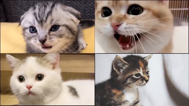 Doja Cat - Say So | cats covers смотреть онлайн