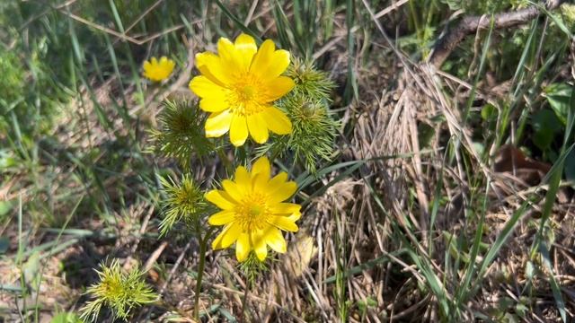 Прогулка по весеннему лесу. Лесные цветы, пение птиц, журчание ручья. (Апрель). смотреть онлайн