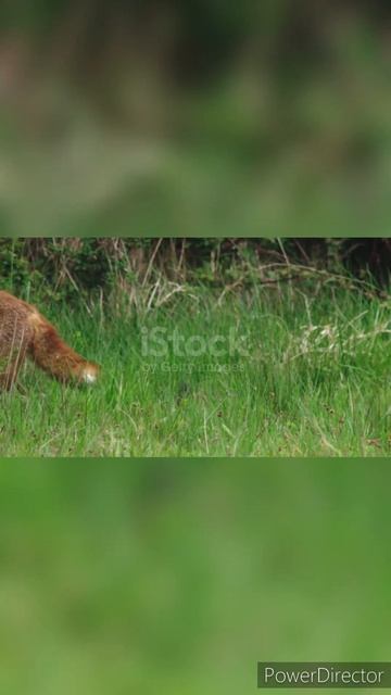 Two young foxes playing on a meadow video...#short_reel #ftmotivational_short_videos смотреть онлайн