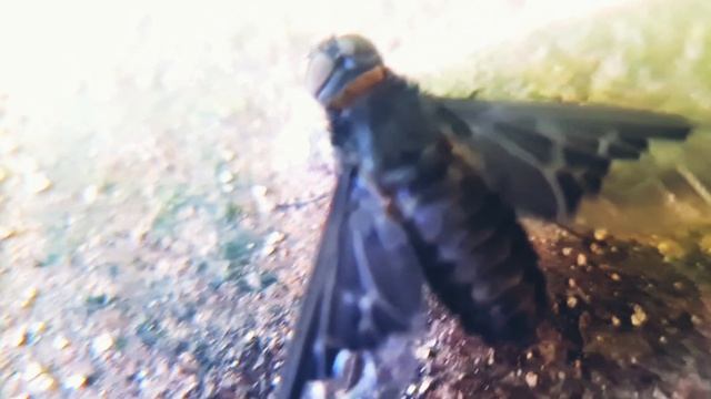слепень, Tabanus смотреть онлайн