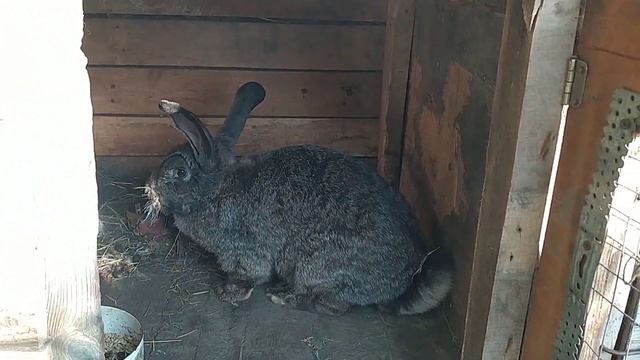 КРОЛИКИ ФЛАНДР| РАЗВЕДЕНИЕ КРОЛИКОВ | Есть потери и прибавление в семействе кроликов | Обзор смотреть онлайн