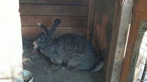 КРОЛИКИ ФЛАНДР|  РАЗВЕДЕНИЕ КРОЛИКОВ  | Есть потери и прибавление в семействе кроликов | Обзор