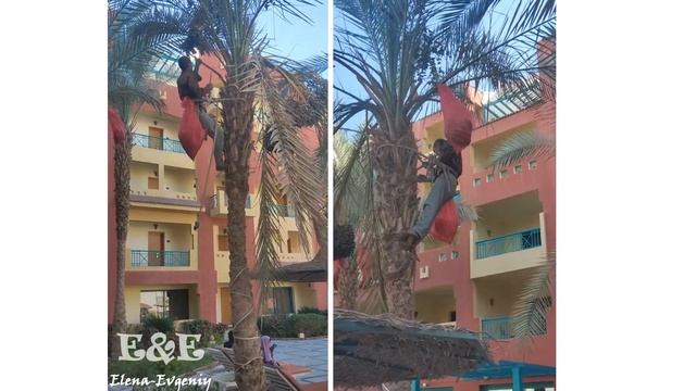 Египтяне чистят Финиковые деревья в Хургаде? Чистка Финиковых Пальм в отеле Sun&See/ Египет, Хургад