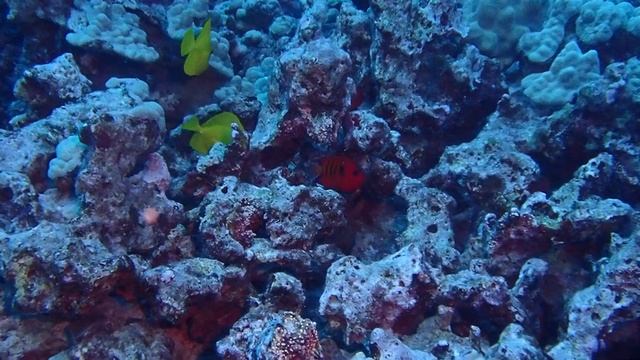 flame angel fish in rocks and coral смотреть онлайн
