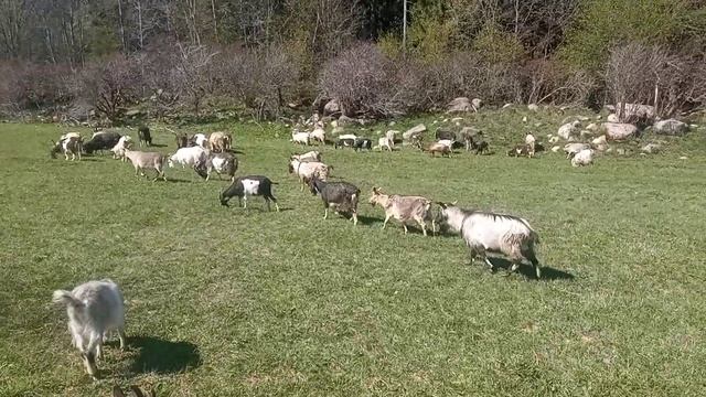Моё Хозяйство/Весенний Выпас/Детёныши/Звери Едят Траву/Звери Радуются И Прыгают#goat#goats#farmer смотреть онлайн