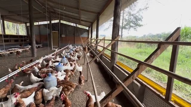 DO ZERO ao NEGÓCIO LUCRATIVO com produção de OVOS CAIPIRA: o caso da granja CAPUAVA смотреть онлайн