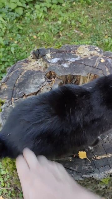 Лайфхак с Котом смотреть онлайн