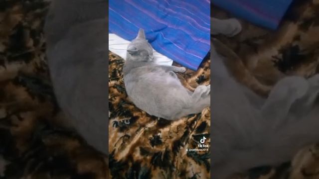 Сима#3 смотреть онлайн
