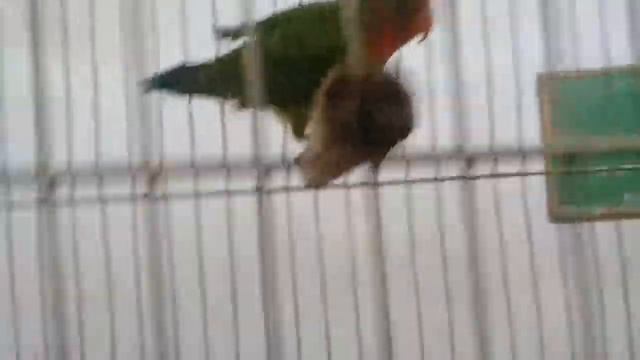 Meu periquito chamado Chico (argapone) смотреть онлайн