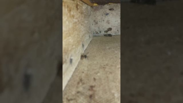 Зимовка пчёл в квартире смотреть онлайн
