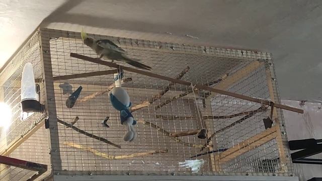 Корелла пытается подражать соловью и начинает беситься! Пение Кореллы.