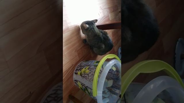 Кот ест картошку