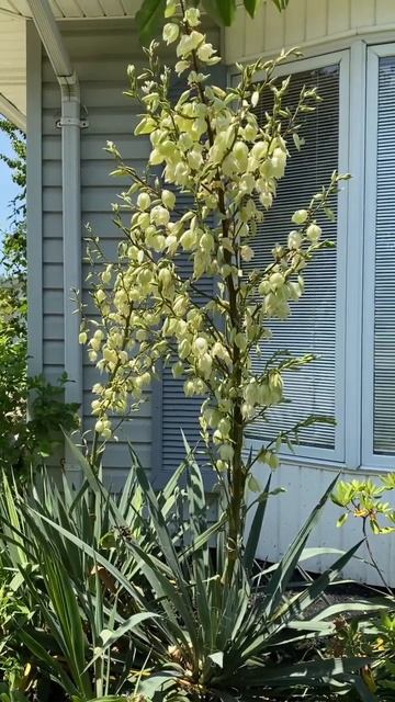 Yucca filamentosa смотреть онлайн