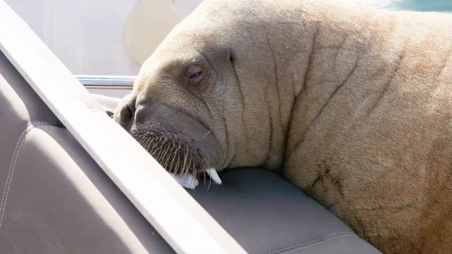 5/10 walrus Freya - Snarøya 06.08.2022 - морж -- Neptune's Daughter смотреть онлайн