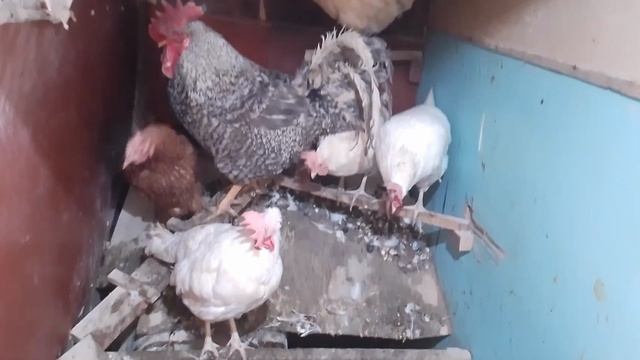 Курочки обзор на 28 февраля (зима не отступает, ну а мы подождем))))