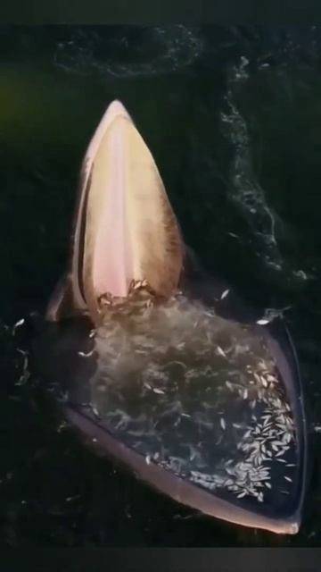 Mouth Opening Shark vs Whale | #shorts #ytshorts #trending | COGNIZANCE смотреть онлайн