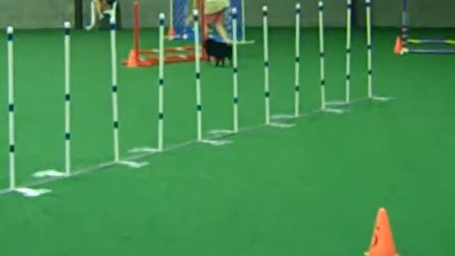 Jetta Exc. B Jumpers Pref IN Collie Club 10 9 11.mp4 смотреть онлайн