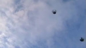 Николаевские торцовые голуби