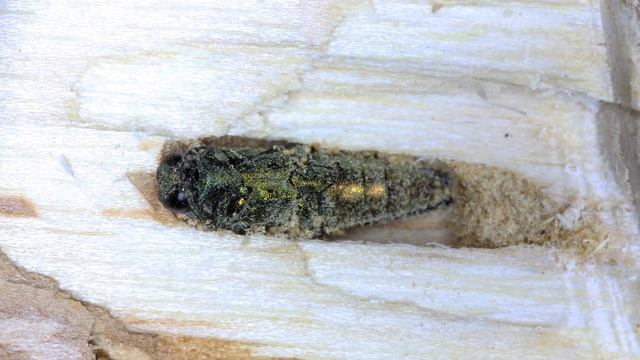 До Харківщини наближається комаха, що знищує дерева смотреть онлайн