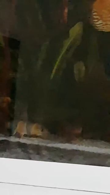 Reproduçao de botias смотреть онлайн