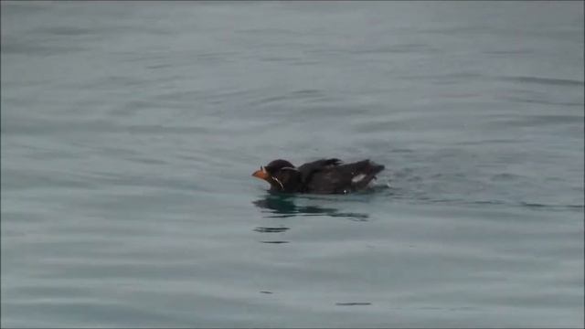 ウトウの羽づくろいと餌捕り（Grooming and feeding of Rhinoceros Auklet） смотреть онлайн