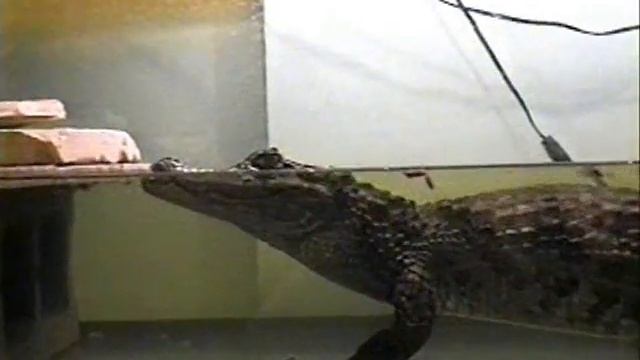 Reptiles, Amphibians & Creepy Crawlers