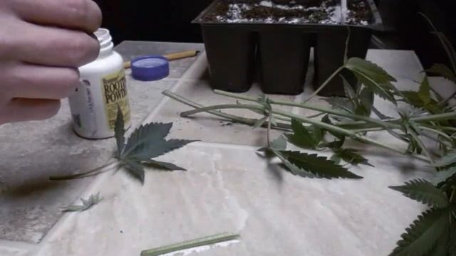 Cloning some Platnium Dosi смотреть онлайн