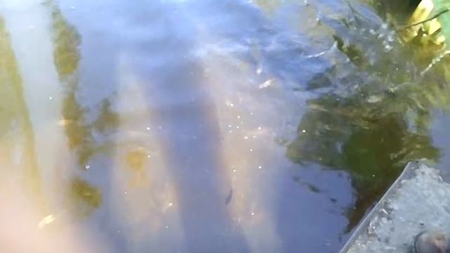 как правильно зарыбить водоём карасём
