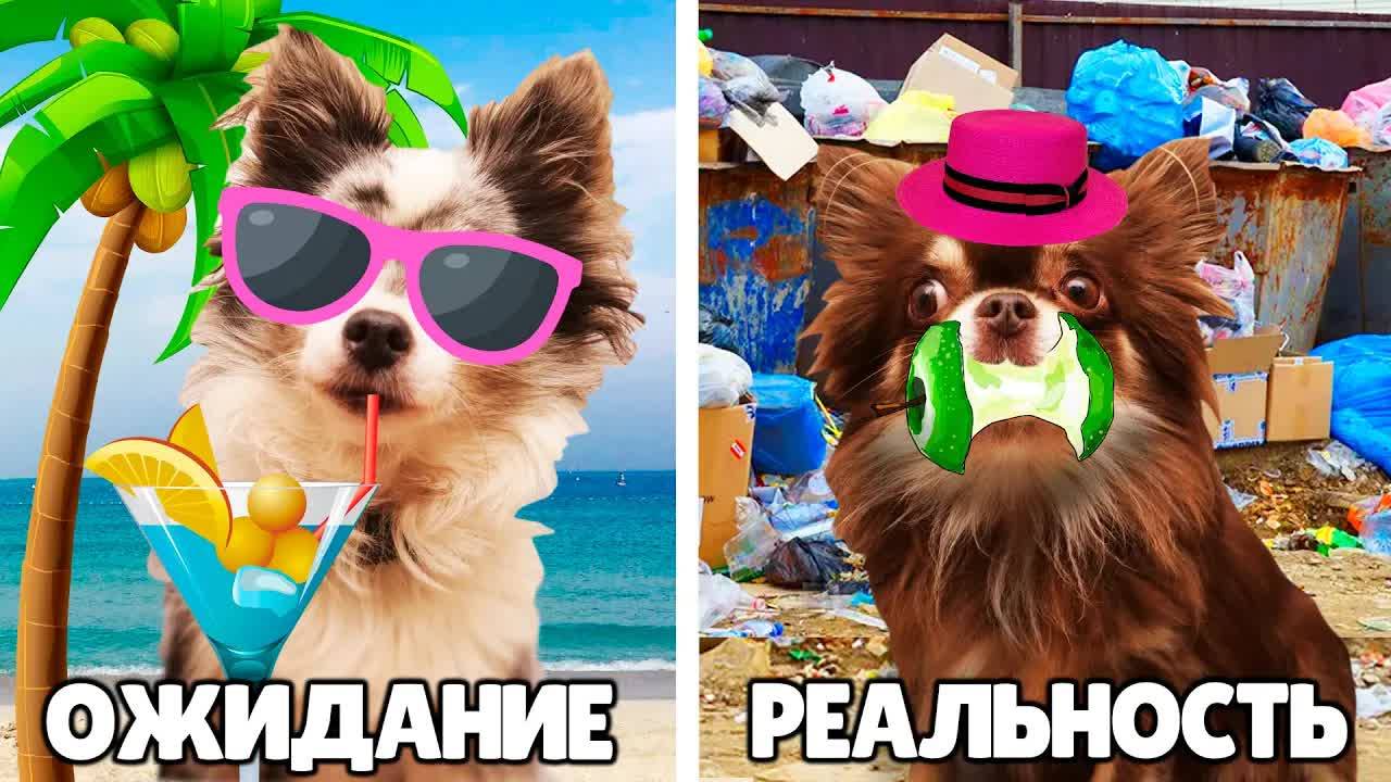 КАНИКУЛЫ: ожидание vs реальность! Питомцы в ШОКЕ! 😱🐾 смотреть онлайн