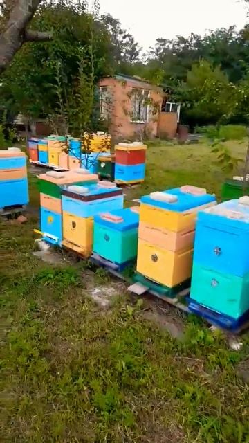 Пчёлы - метеорологи⛈ #пчеловодство #пчелы #мёд #пасека #природа #дождь смотреть онлайн