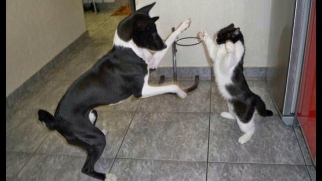 Абдульмахмуд Рахимов. Напугал, дрожат коленки смотреть онлайн