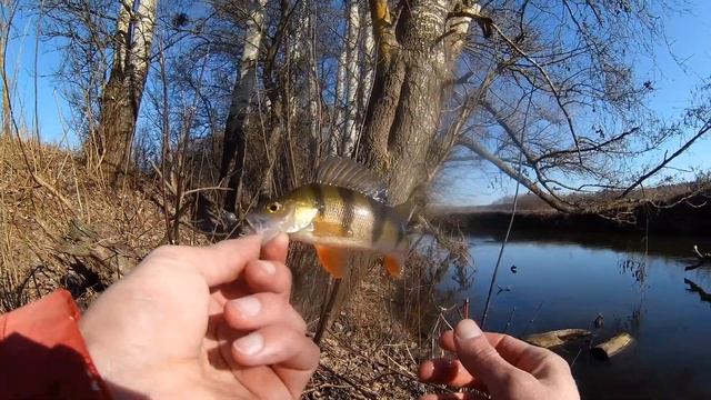 Вниз по речке Ирпень до впадения Бучанки в зимний период. Нашёл скопление окуней и поймал плотву смотреть онлайн
