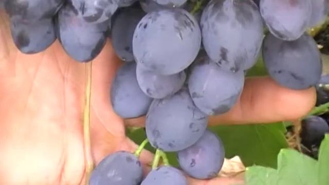 сорт винограда Ришелье смотреть онлайн