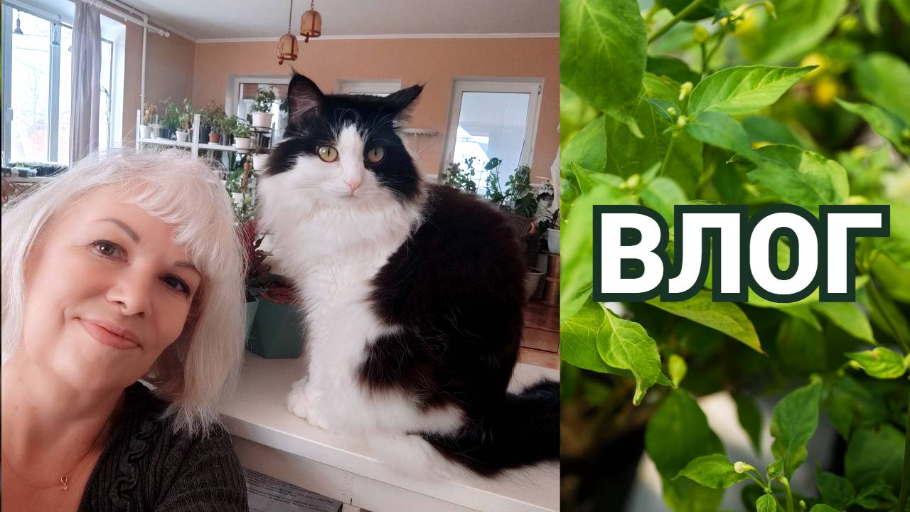 ВЛОГ🌱Что выросло из Тайской фласки.Розы из Светофора.Стеллаж с растениями смотреть онлайн