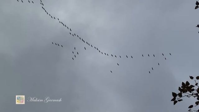 Гродно. 🕊 Прощальная песня журавлей 🕊 смотреть онлайн