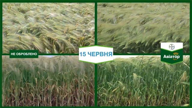 Запис з польових камер процесу розвитку посівів озимого ячменю смотреть онлайн