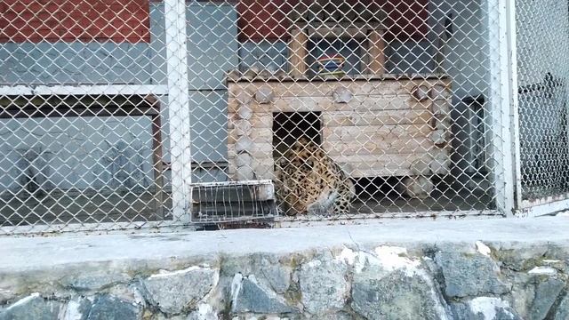 Суровое зимнее кормление дальневосточных леопардов 🐆🐾 смотреть онлайн
