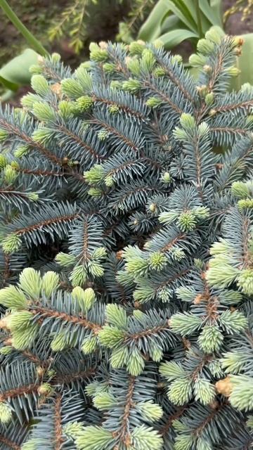 PICEA PUNGENS “GLAUCA GLOBOSA”💚ПРИРОСТЫ #picea #ель #ялина смотреть онлайн
