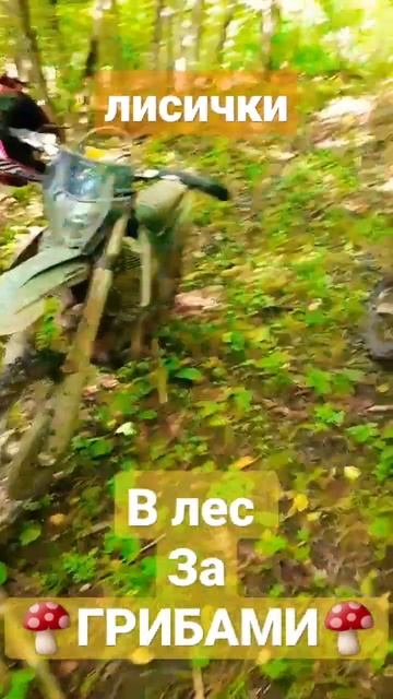 ❗Собрали грибов. Лисички, белые 11.06.2023 #грибы #лисички #лес #грибники #эндуро #природа #поход смотреть онлайн