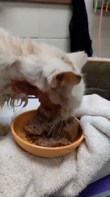 Gilbert Is At Risk For Infection & Needs Your Help