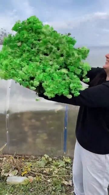 Окрасили хризантему #хризантема #огород #многолетники #сад #хризантемамультифлора #хризантемы смотреть онлайн