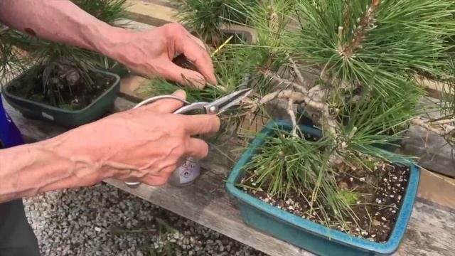 How to deal with Pine Candles смотреть онлайн