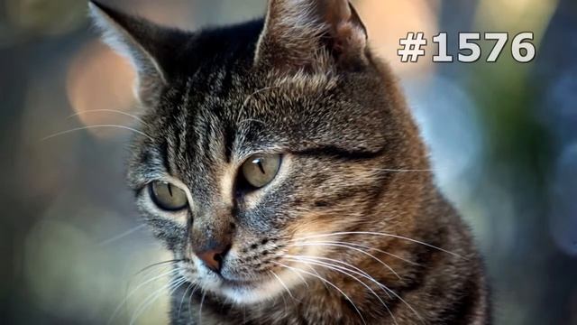 #1576. Коты (В мире животных) смотреть онлайн