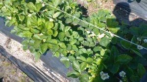 КЛУБНИКА БЕЛАРУСИ.🇧🇾