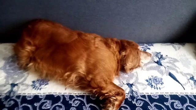 Как отдыхают наши питомци смотреть онлайн
