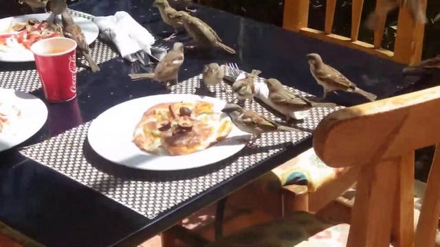 Обед на воробьиной ферме. смотреть онлайн