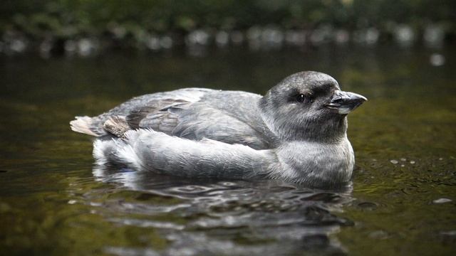 Birdhoven: Cassins Auklet смотреть онлайн