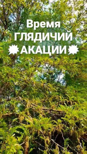 ❗Зацвела глядичия акация 26.05.2023 #пасека #пчеловодство #пчелы #акация #мем #природа смотреть онлайн